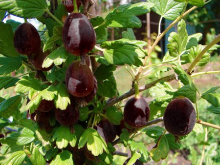 КРЫЖОВНИК СЕВЕРНЫЙ КАПИТАН  НЕТ